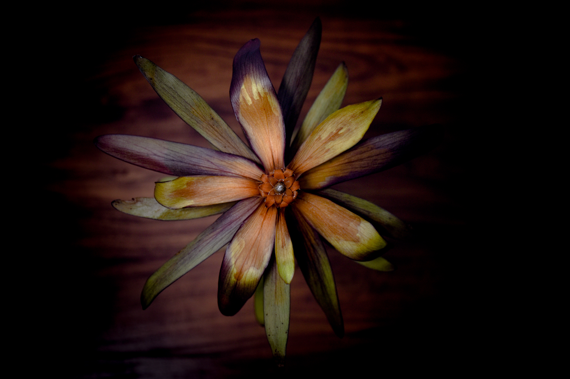 リューカデンドロン