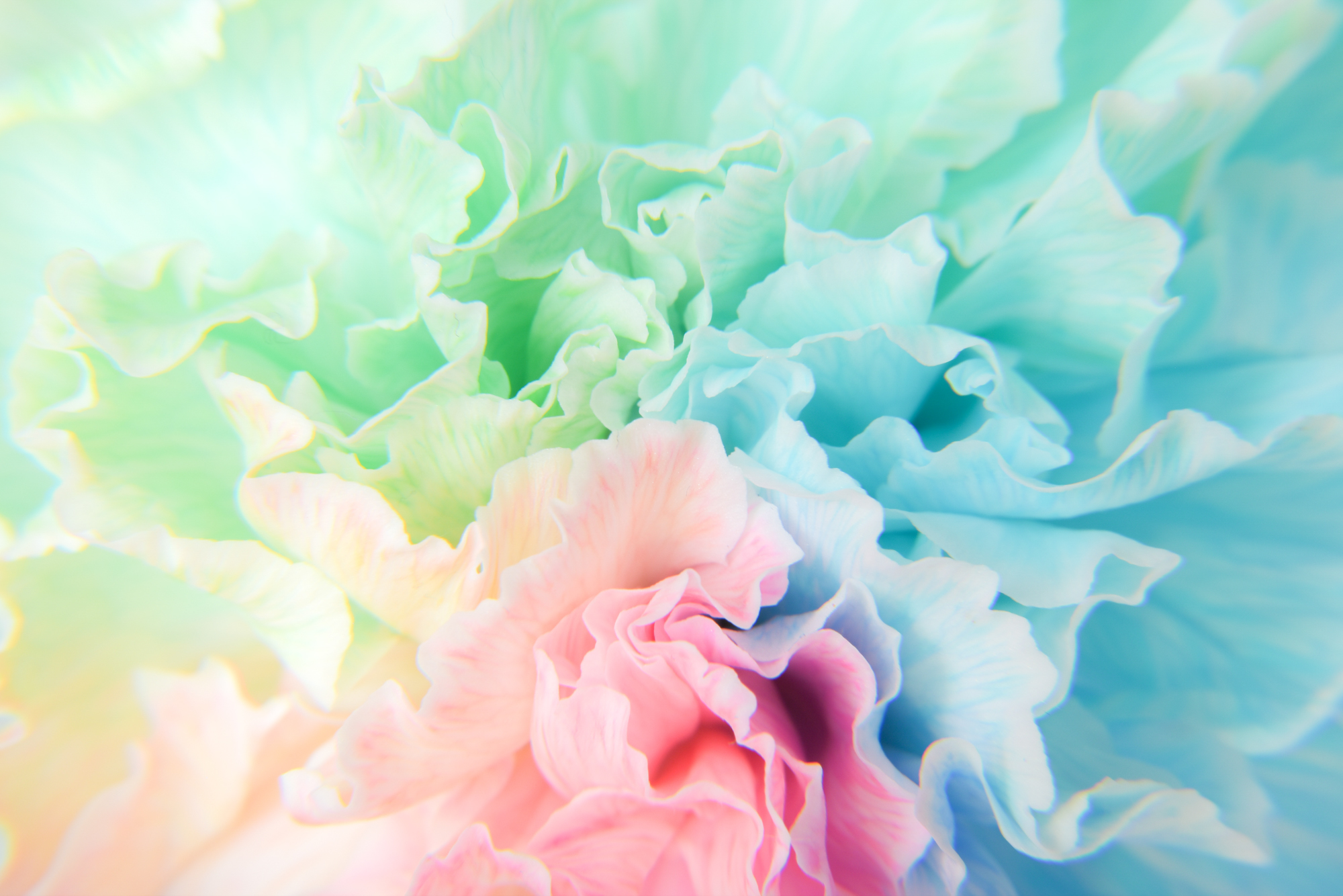 COLOR carnation 1